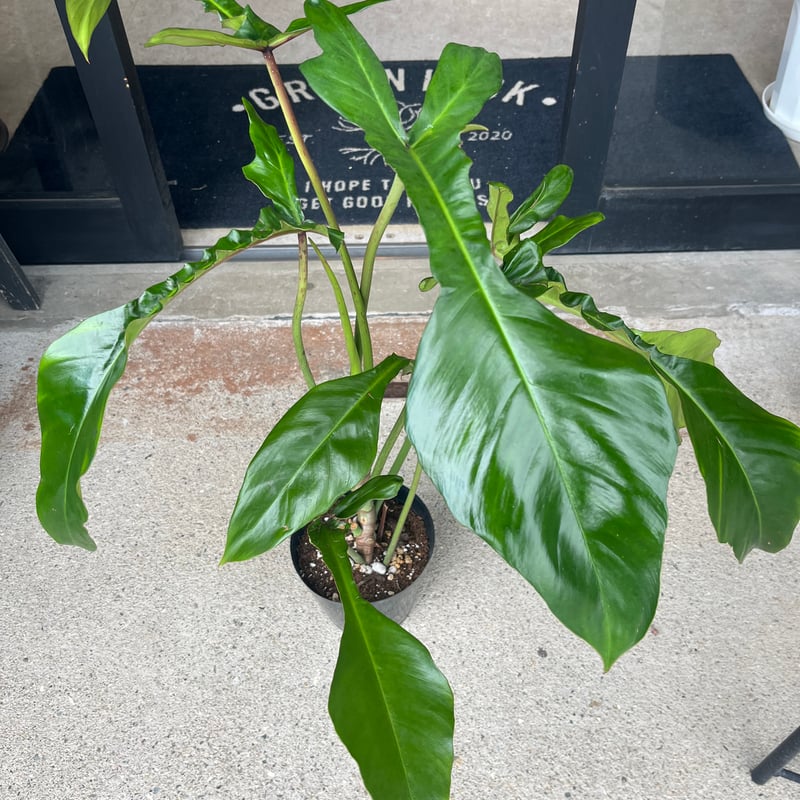 フィロデンドロン ジョーピー （ムーネニー） | GREEN LUCK