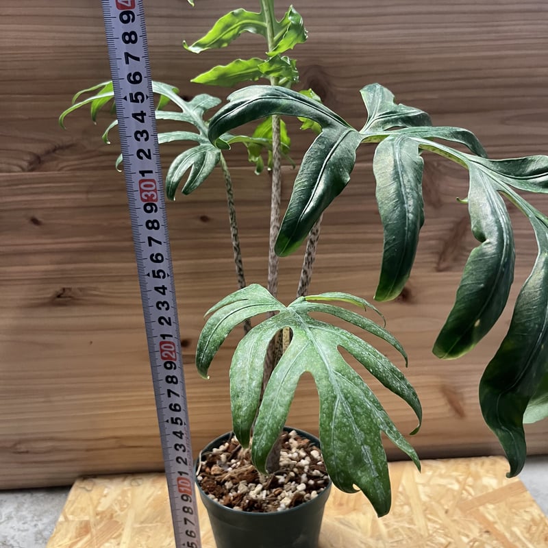 アロカシア ブランキフォリア | GREEN LUCK