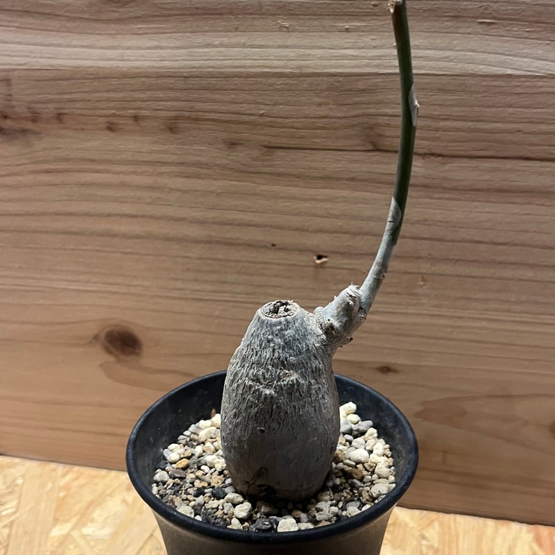 ボンバックス Pseudobombax ellipticum 鉢付発送 ボンバックス Pseudobombax ellipticum 鉢付発送