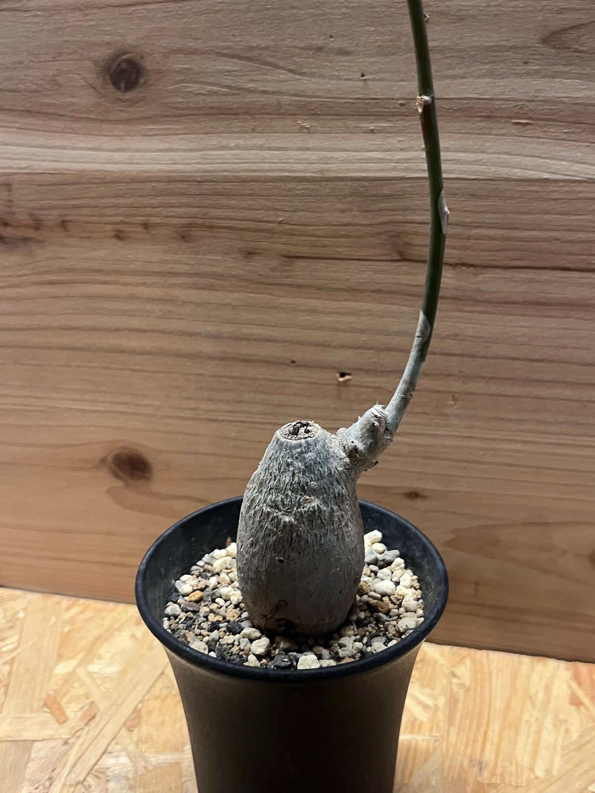 プセウドボンバックス エリプティクム | GREEN LUCK