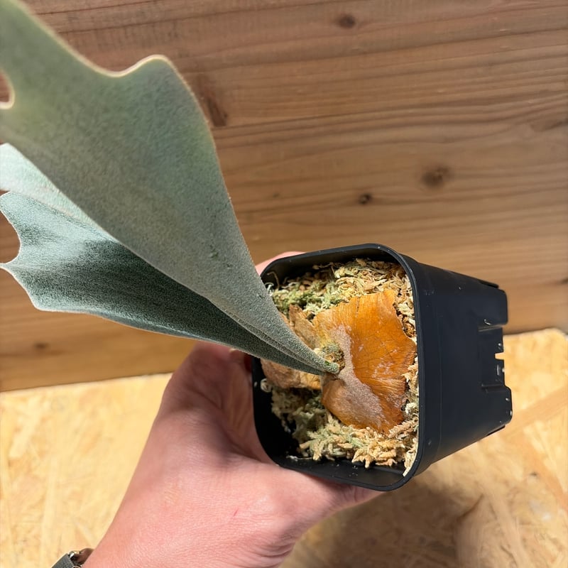 ビカクシダ FSQ デラロッチャ | GREEN LUCK