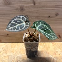 ディオーン スピヌロスム | GREEN LUCK