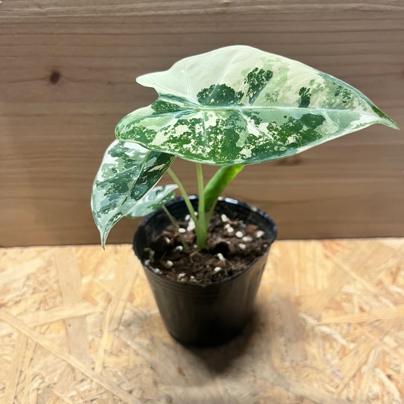 アロカシア　グリーンベルベット　斑入り　特選 アロカシア グリーンベルット 斑入り | GREEN LUCK