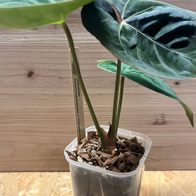 2日間限定saleAnthurium panamense アンスリウムパナメンセ 2日間限定