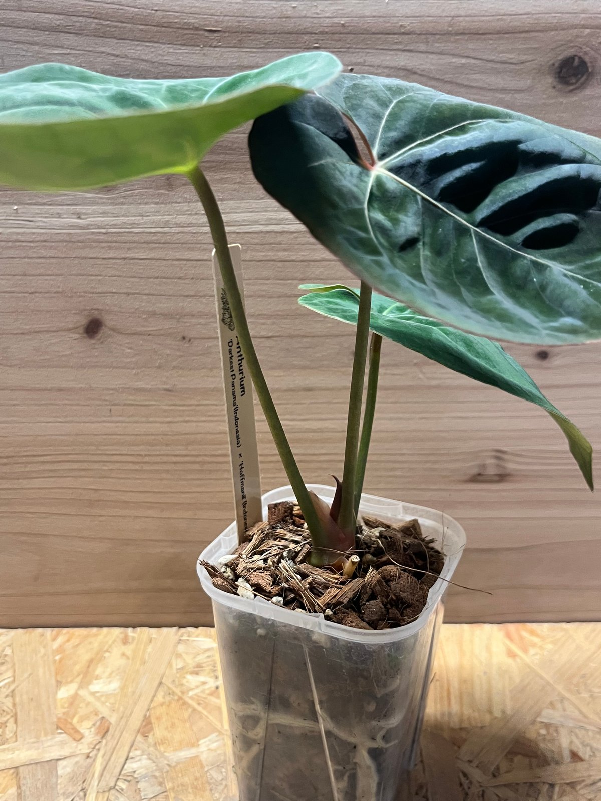 アンスリウム ダーケストパナマ×ホフマニー | GREEN LUCK