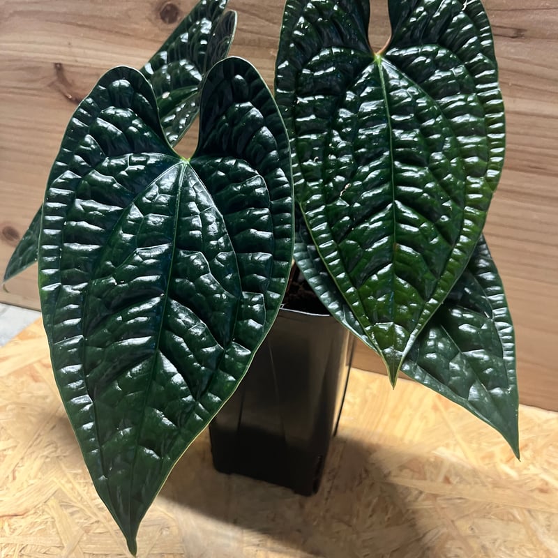 アンスリウム ルクスリアンス 'ブラック' | GREEN LUCK