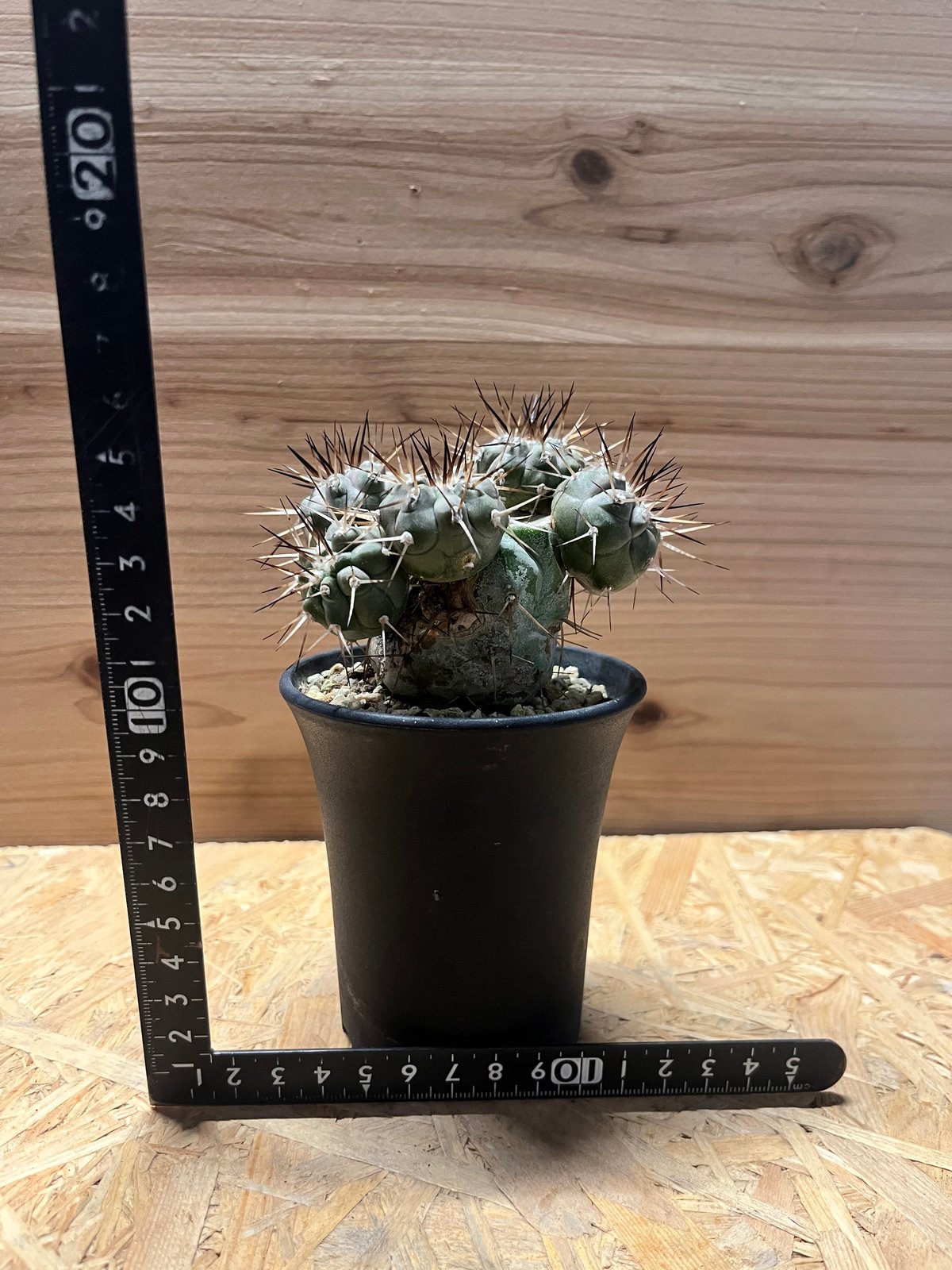 コピアポア シネレア 黒王丸 実生 | GREEN LUCK