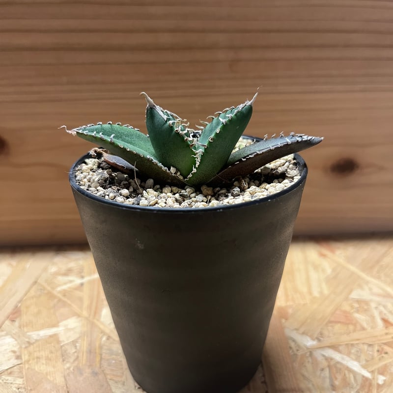 アガベ　イタリアメリクロン アガベ イタリアメリクロン