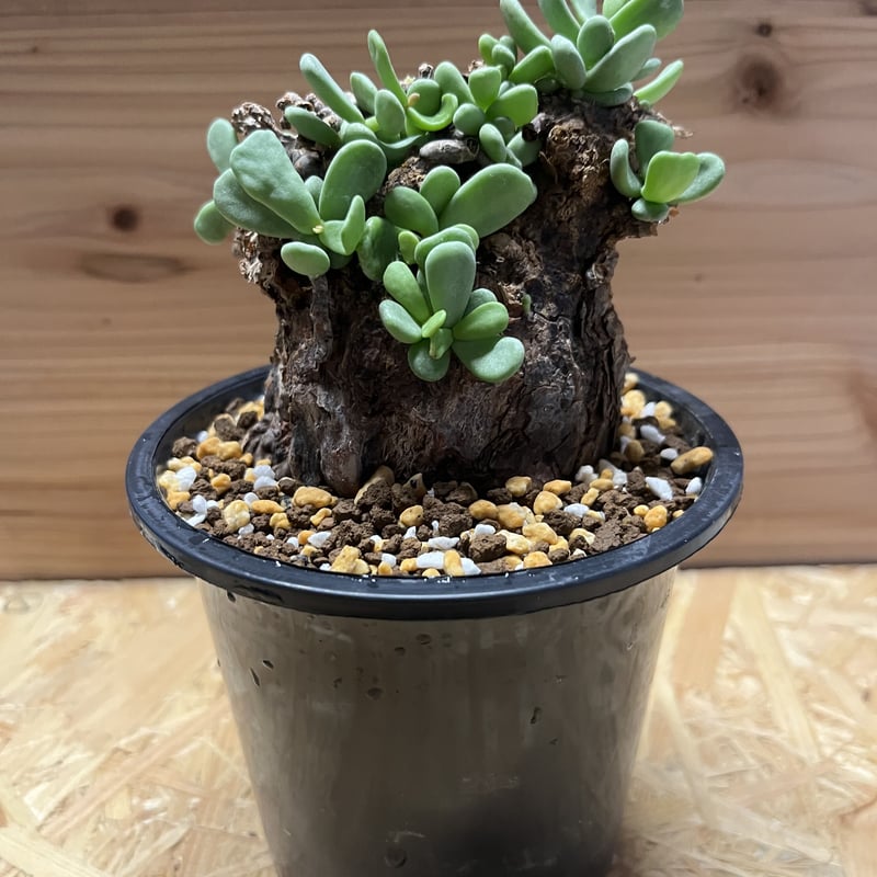 ケラリア ピグマエア | GREEN LUCK