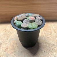 アガベ チタノタ ブルーダイヤモンド | GREEN LUCK