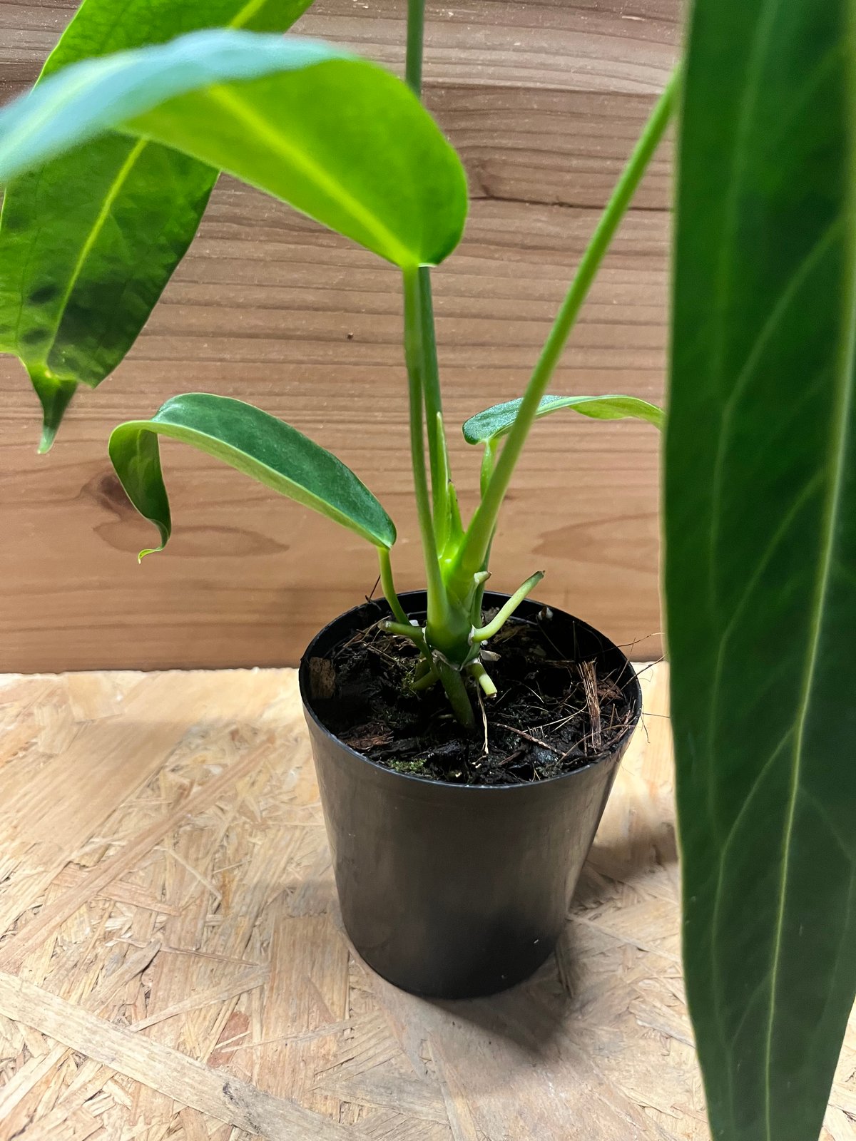 アンスリウム ワロクアナム | GREEN LUCK