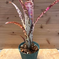 アロカシア ワトソニア ライトニング | GREEN LUCK