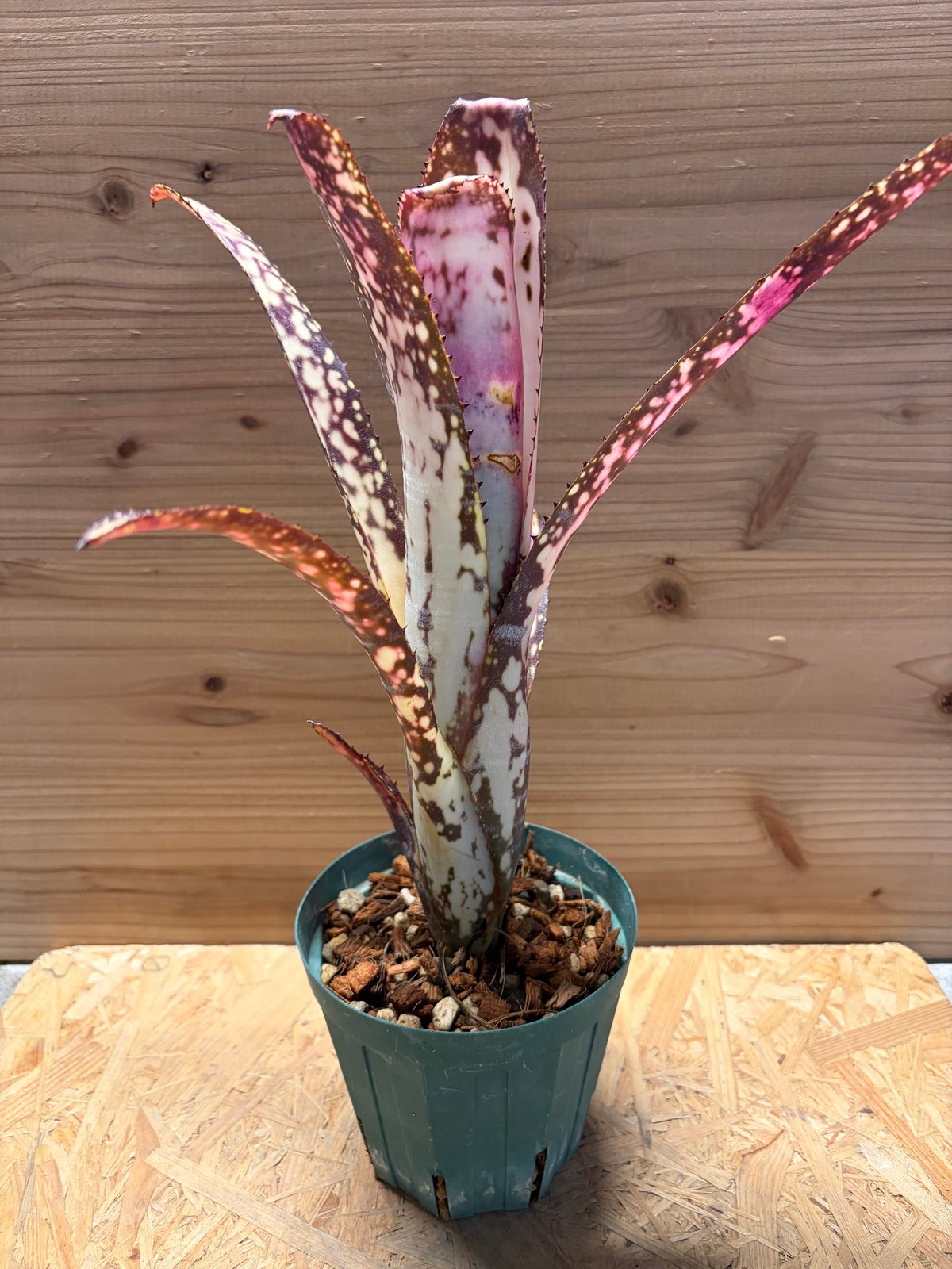 ビルベルギア 'ミッドナイトサン' | GREEN LUCK