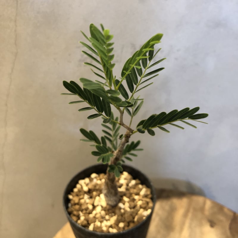 センナ メリディオナリス実生 | GREEN LUCK