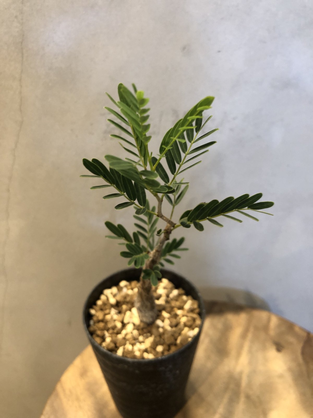 センナメリディオナリス　実生 センナ：メリディオナリス（実生株） 2号鉢植え* の通販 | 園芸ネット