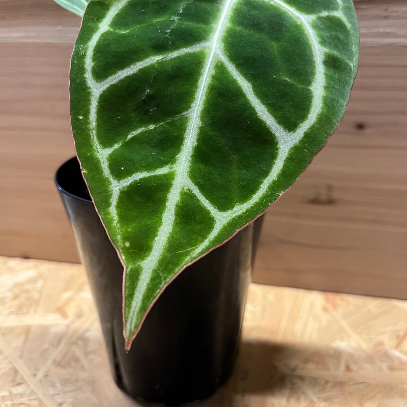 65 アンスリウム クリスタリナム ハイブリッド 斑入り 激レア抹茶斑