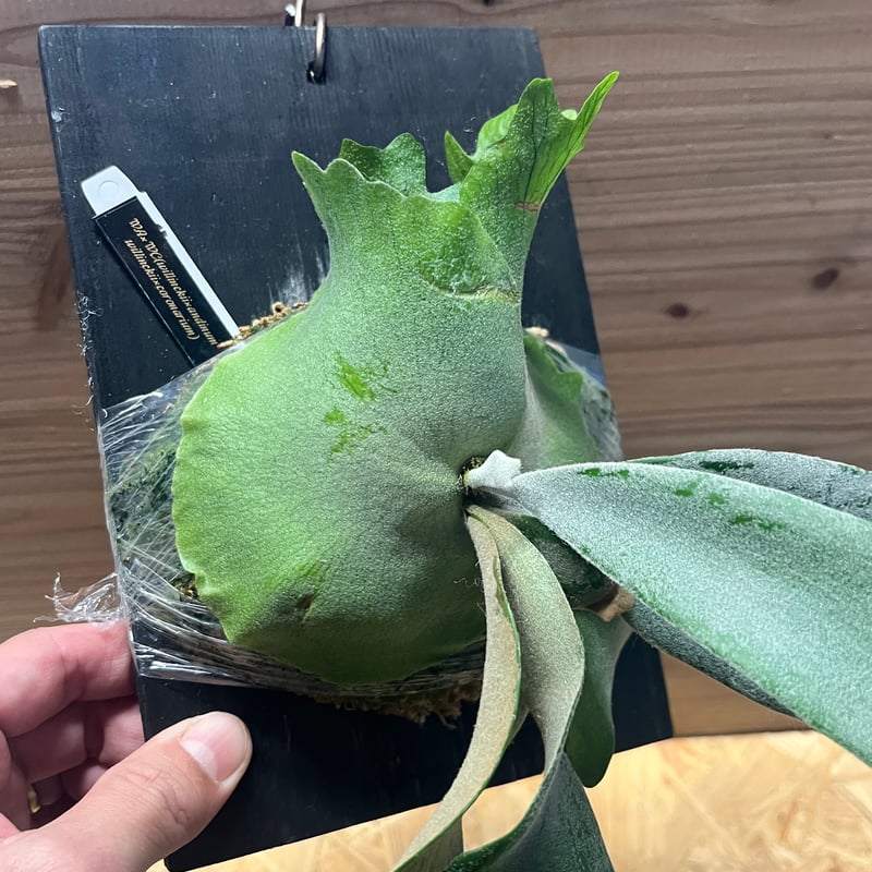 c*n様 ウィリンキー　ヤミー　oc ビカクシダ Platycerium willinckii Yummy ビカクシダ ウィリンキー ヤミー . Alan