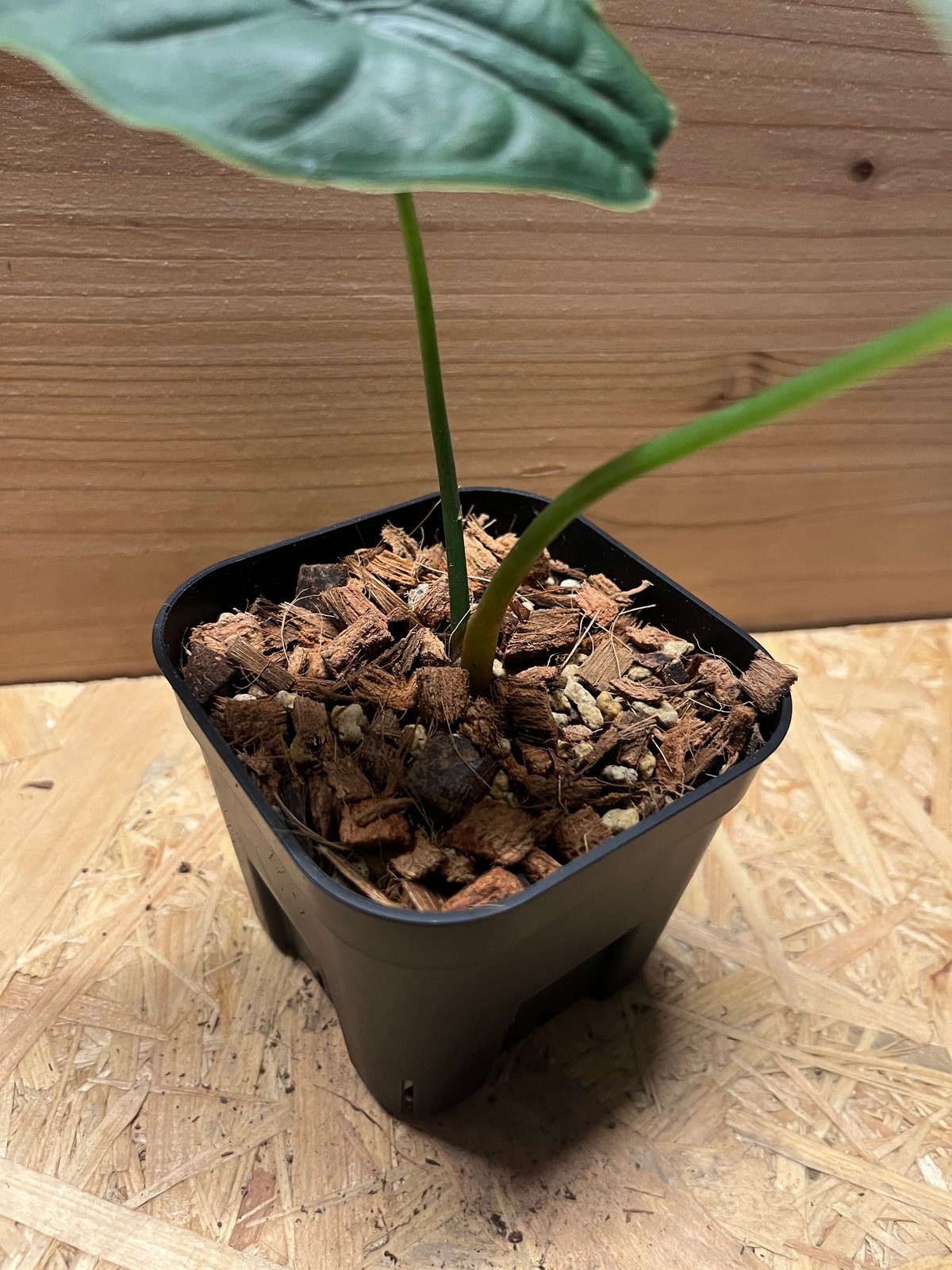 アロカシア パンカックボンネンシス | GREEN LUCK