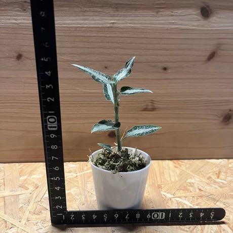 アスピドギネ　アルゲンテア