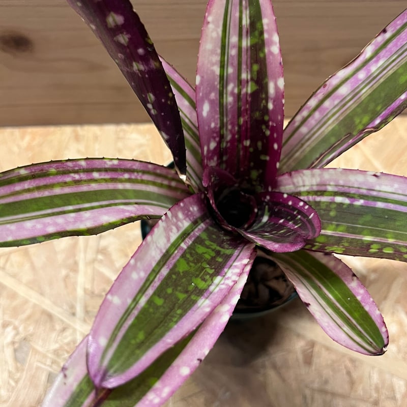 ネオレゲリア ネオレゲリア オールウェイズ カレン | GREEN LUCK