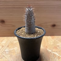 パキポディウム グラキリス×伝市鉢 | GREEN LUCK