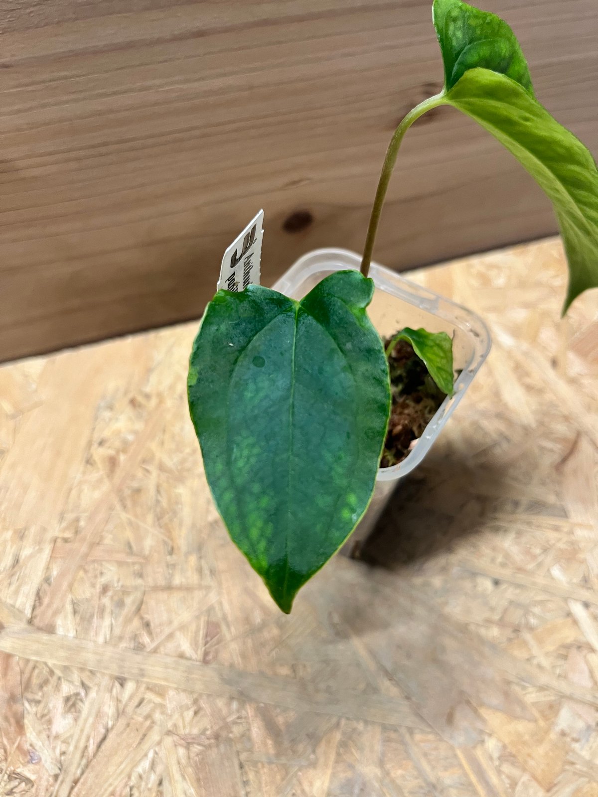 アンスリウム パピリラミナム ラルフライナム | GREEN LUCK