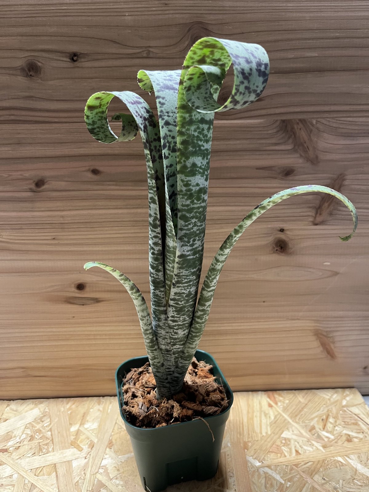 ケスネリア　ティムブローマン 楽天市場】(現品) ケスネリア マルモラータ 'ティムプローマン' (No