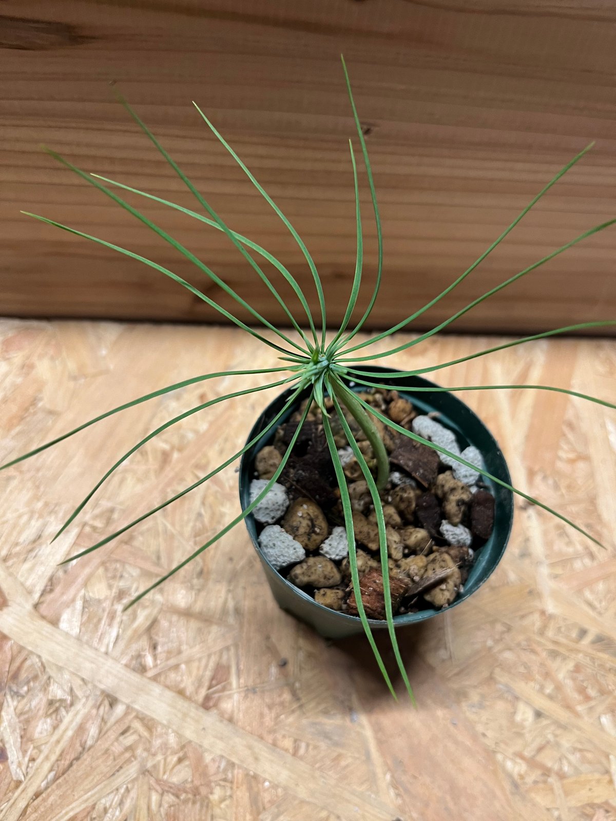 シルバーリーフ　マルチネス　ピニョン松　ピニョンマツ　鉢植え　苗 ピニョンマツ #マルチネスピニョンマツ #Pinusmaximartinezii メキシコ