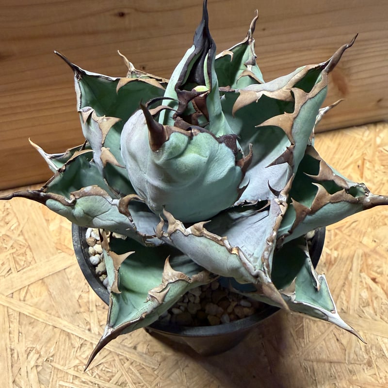 アガベ チタノタ 'ブラックアンドブルー' | GREEN LUCK