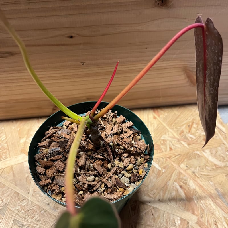 フィロデンドロン スピリタスサンクチ | GREEN LUCK フィロデンドロン スピリタスサンクチ | GREEN LUCK