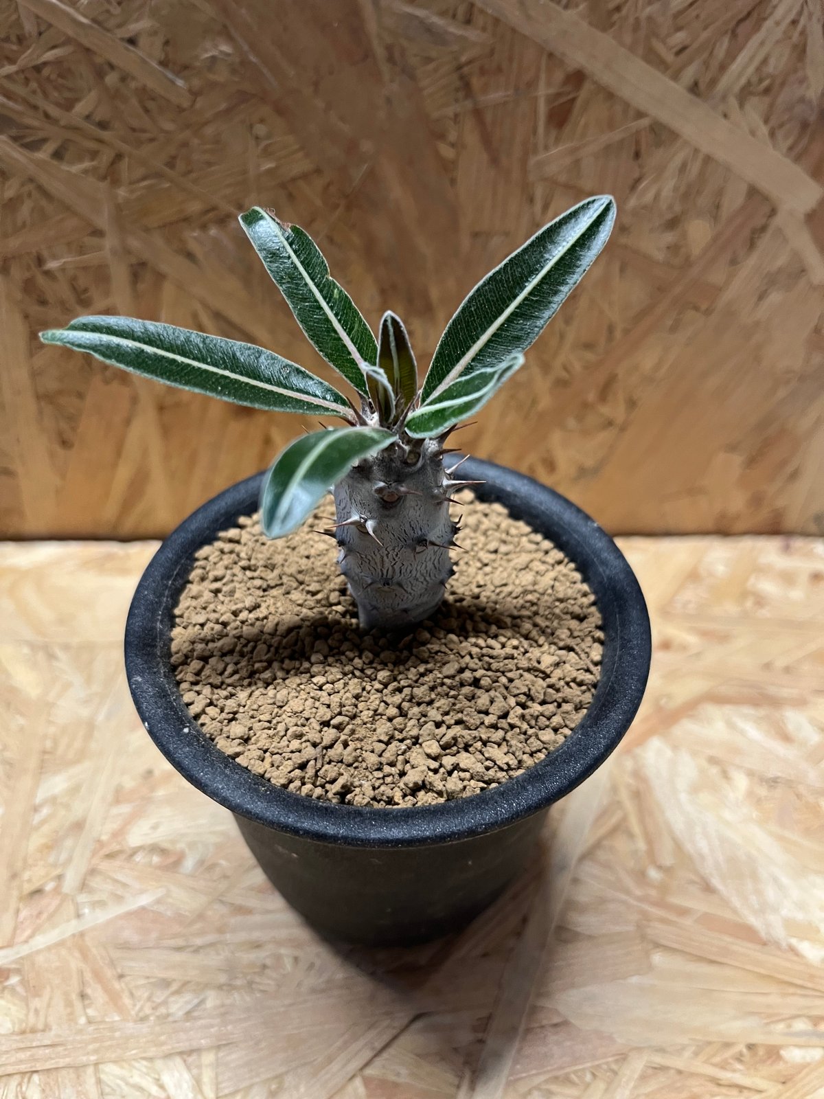 パキポディウム カクチペス | GREEN LUCK