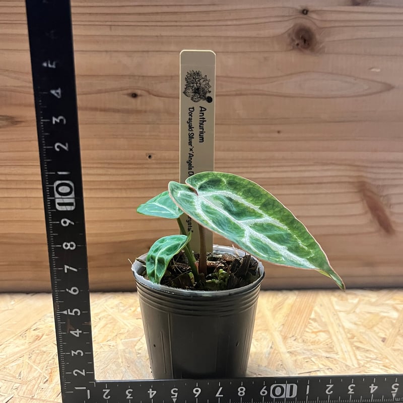 アンスリウム ドラヤキシルバー×エンジェルズドリーム×レッド