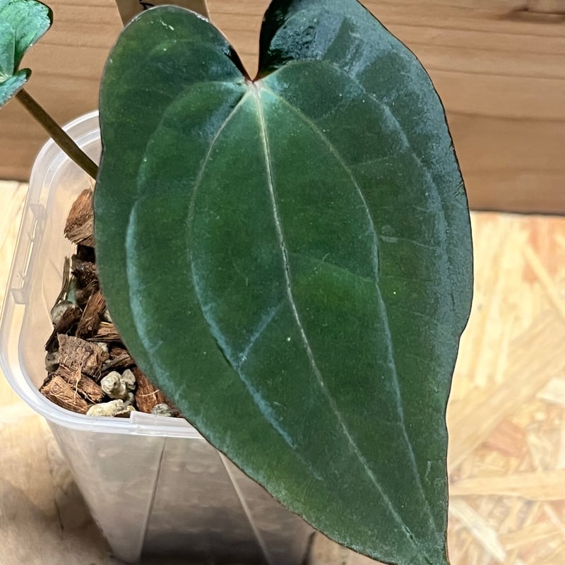 アンスリウム ダークフェニックス 斑入り ミント斑 激レア