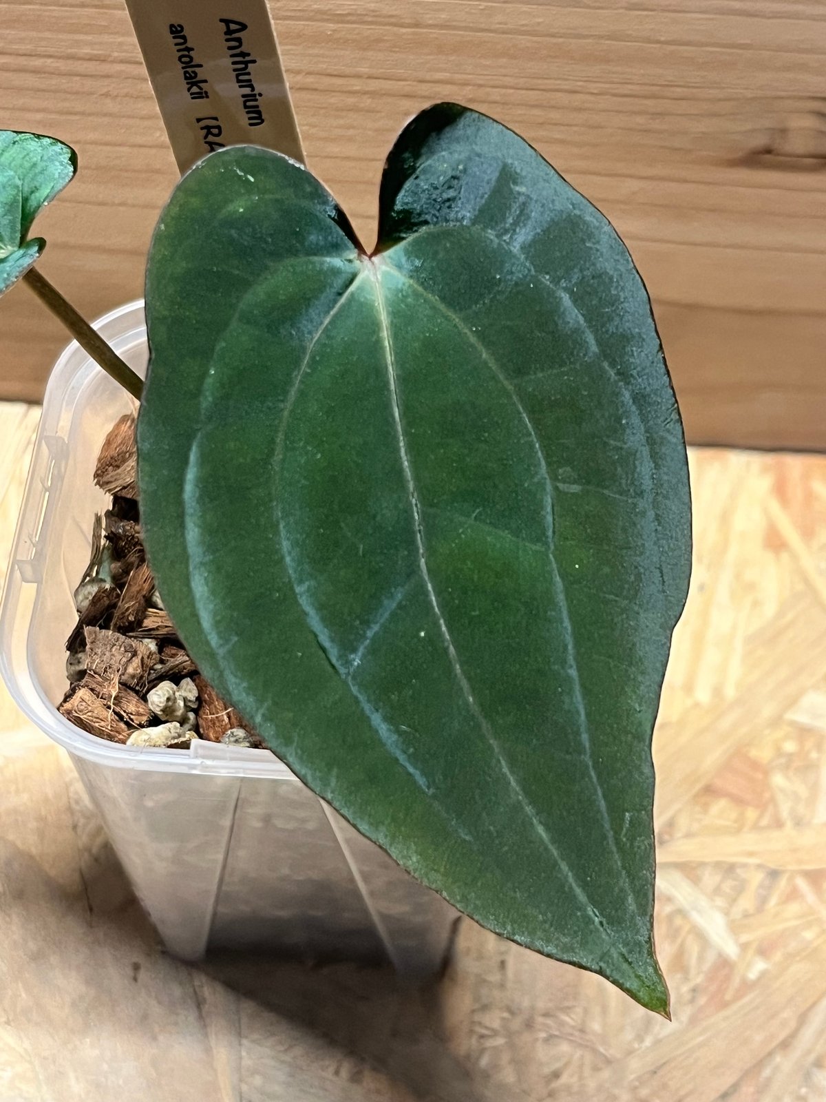 アンスリウム　アントラキー アンスリウム アントラキー （RA7×tezula） | GREEN LUCK