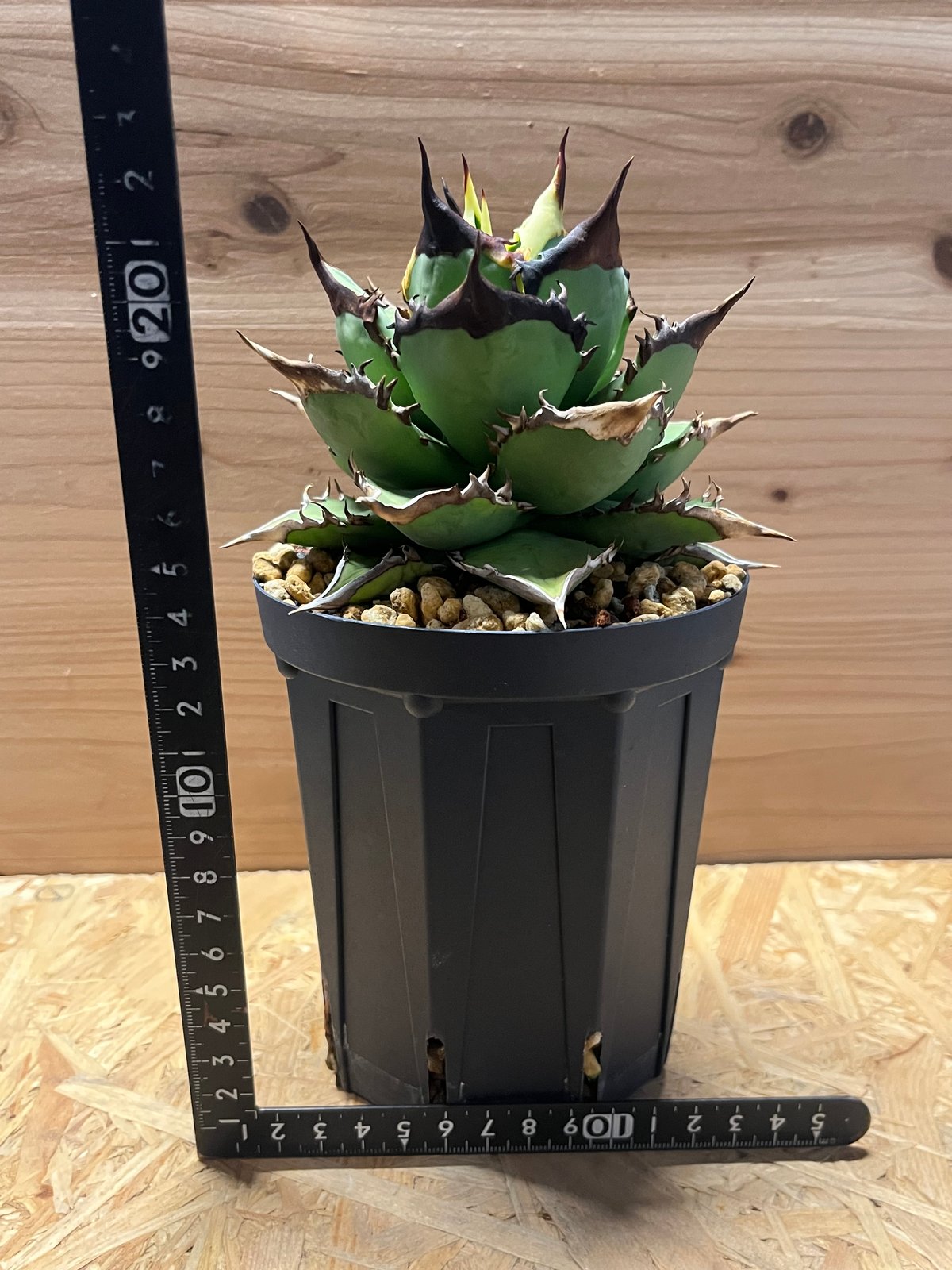 アガベ チタノタ ブラックナイト | GREEN LUCK