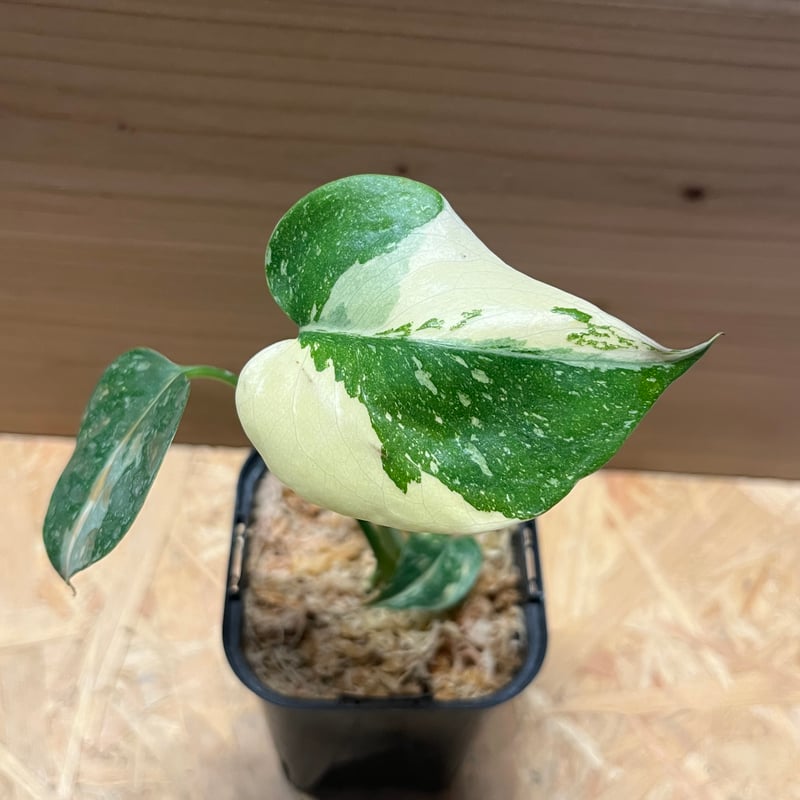 斑入りモンステラ　クリームブリュレ　Creme Brulee 3.5号 斑入りモンステラ デリシオーサ クリームブリュレ | GREEN LUCK