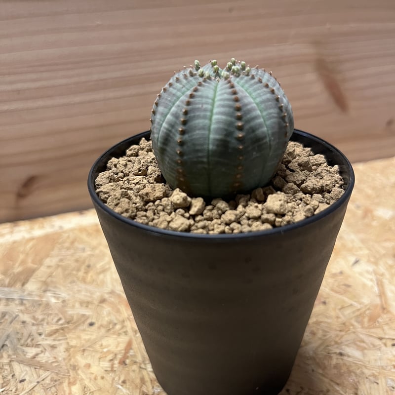 ユーフォルビア オベサ | GREEN LUCK