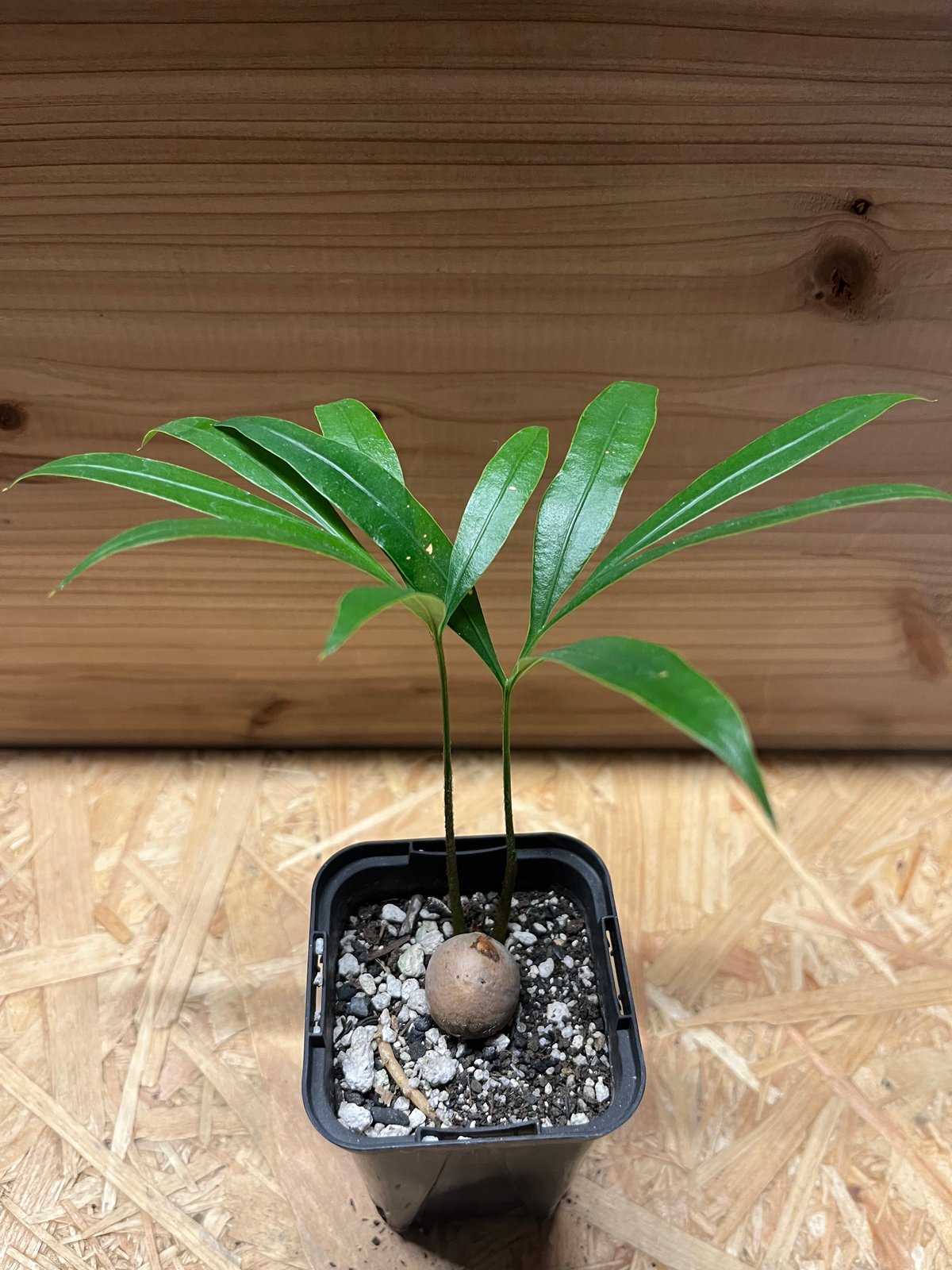 サイカス デバオエンシス | GREEN LUCK