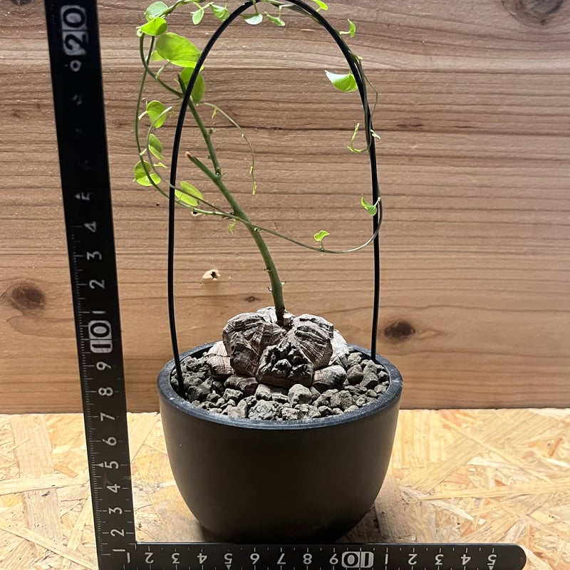 ⑥休眠期　亀甲竜　ディオスコレアエレファンティペス　アフリカ ディオスコレア エレファンティペス 亀甲竜 | GREEN LUCK