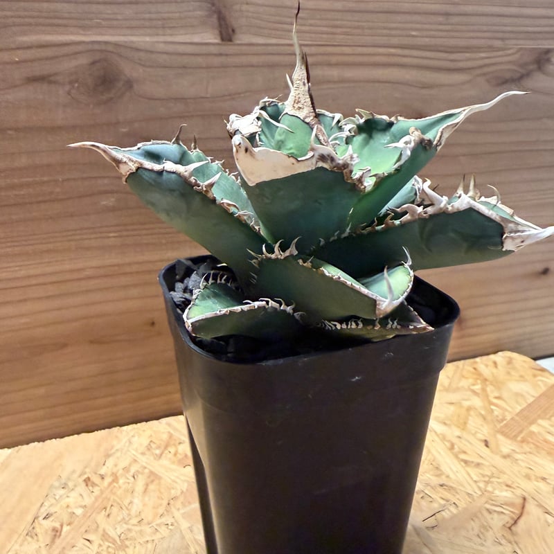 アガベ チタノタ '緑幽霊' | GREEN LUCK
