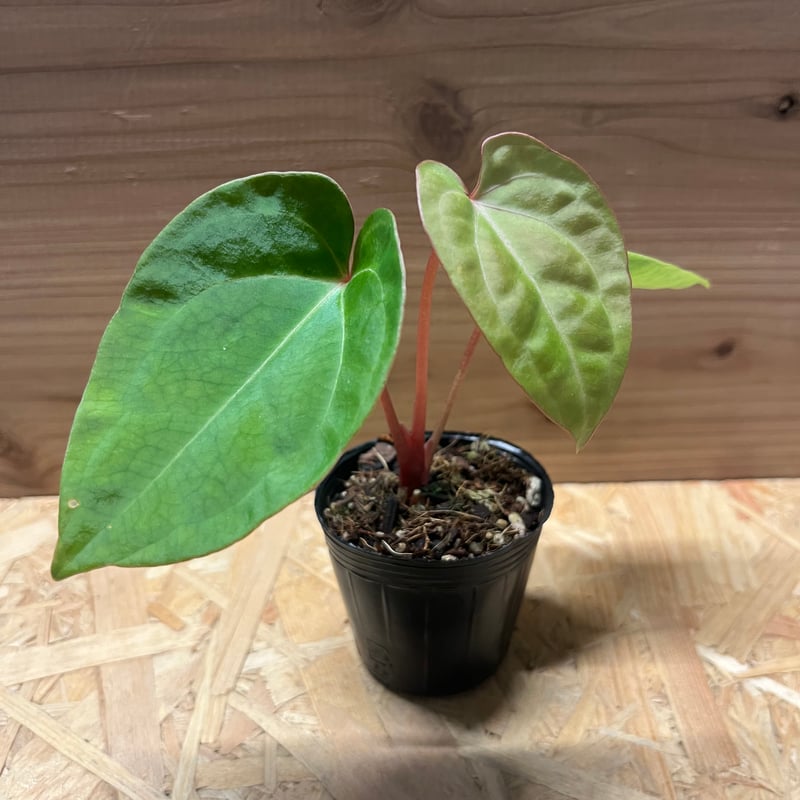 アンスリウム ハイブリッド aff.besseae×Magnificum Verde | GR