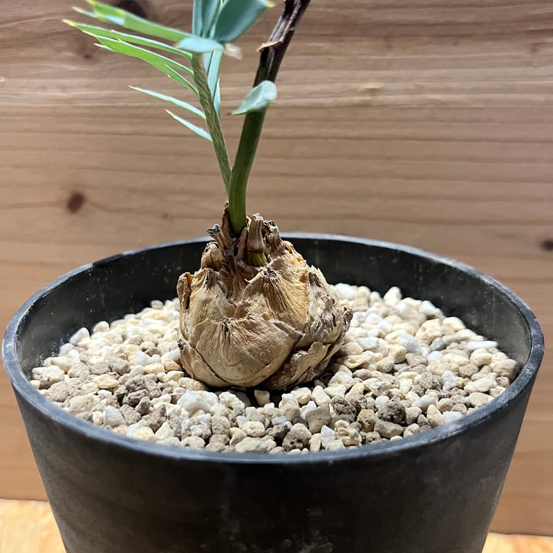 【南ア産・発根済】エンセファラルトス・ホリダス ｜ショートリーフ！No3-11 南ア産・発根済】エンセファラルトス・ホリダス ｜ショート