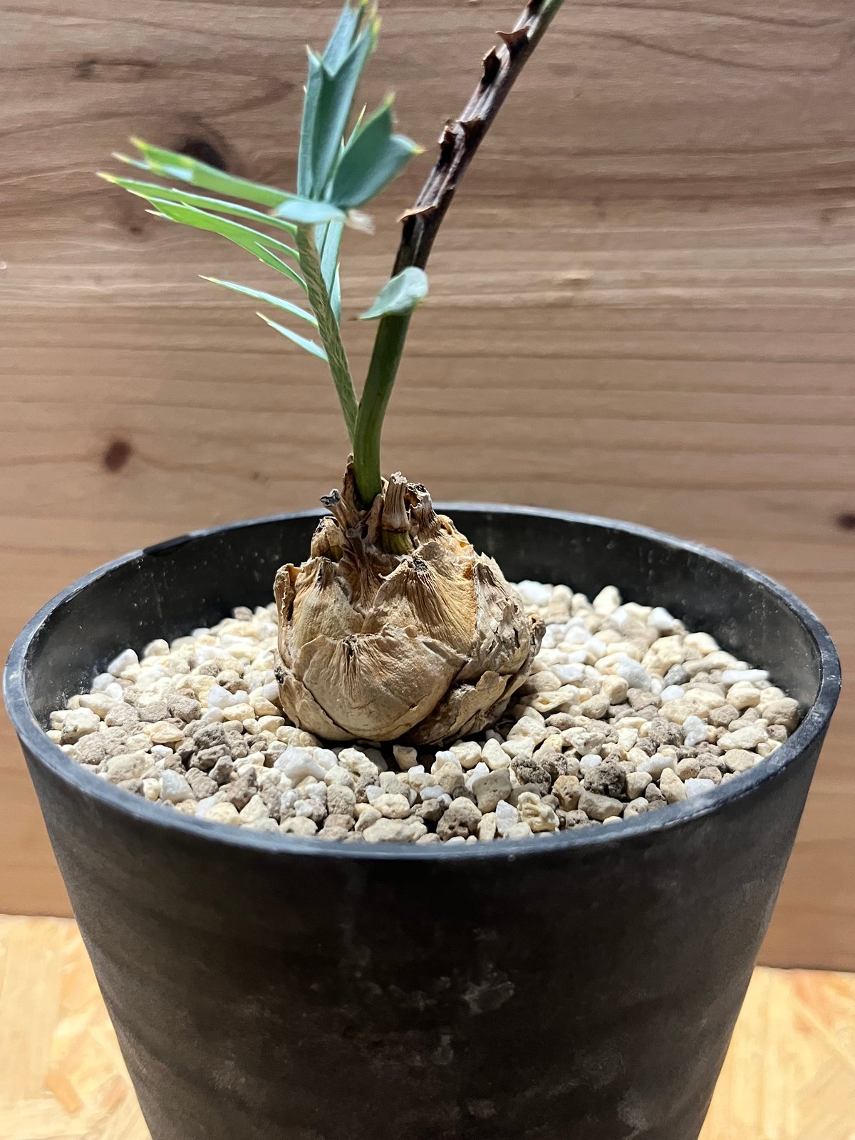 エンセファラルトス ホリダス | GREEN LUCK