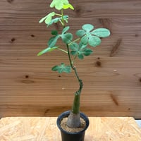 アデニア　グラウカ