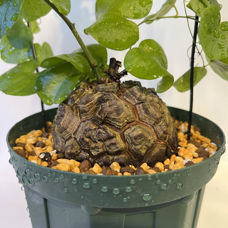 亀甲竜 ディオスコレアエレファンティペス | GREEN LUCK