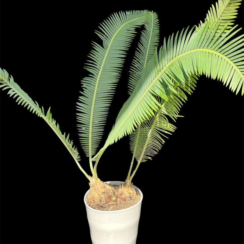 ディオーン　エデュレ　2 ディオーン エデュレ 2頭 | GREEN LUCK