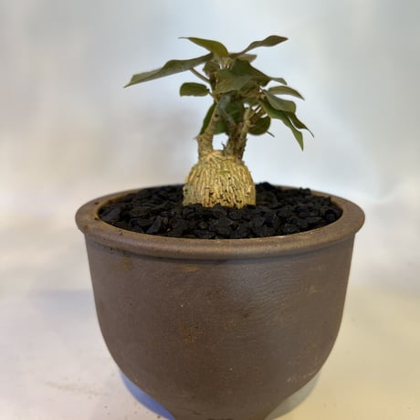 フィカス　ペティオラリス フィカス・ペティオラリス S | 観葉植物の通販 AND PLANTS (アンド