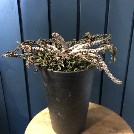 ユーフォルビアデカリー | STORES