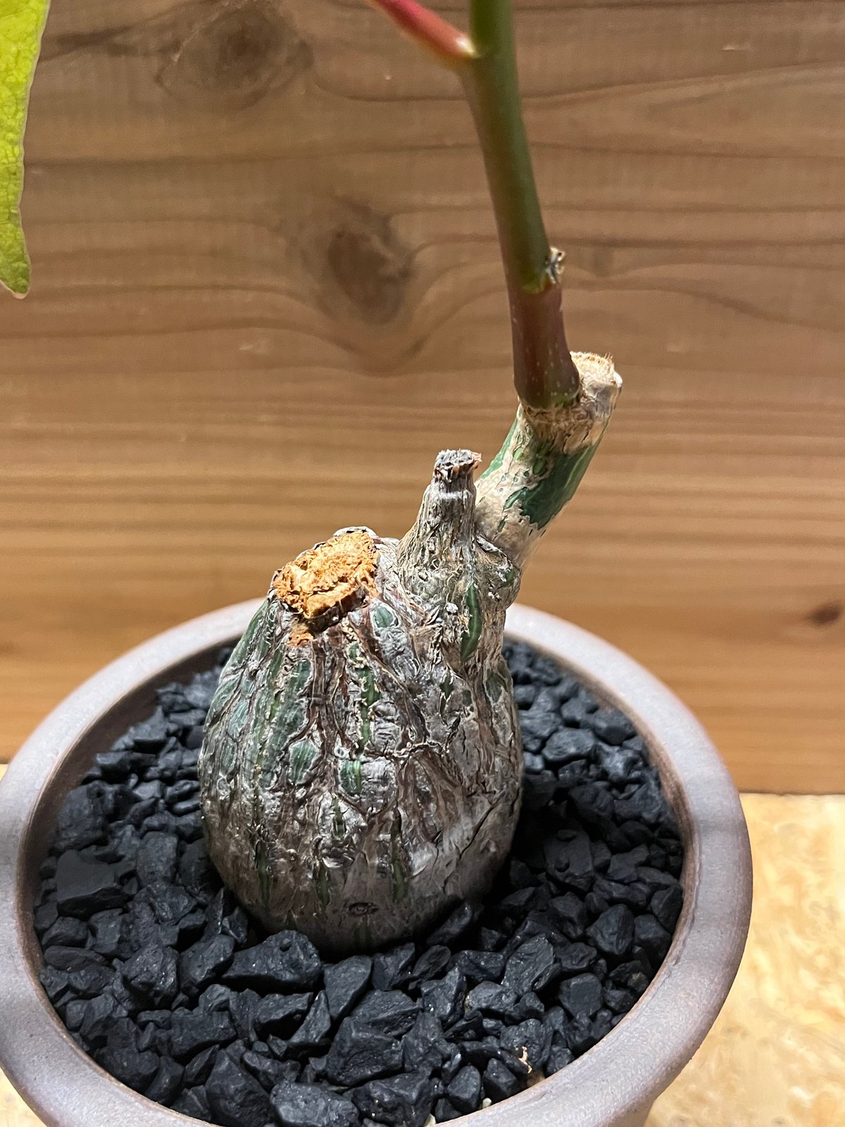 プセウドボンバックス エリプティクム×伝市鉢 | GREEN LUCK