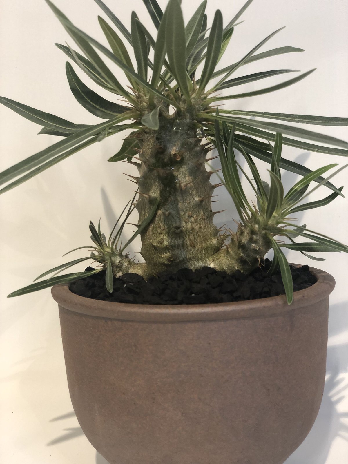 chika様　専　パキポディウムグラキリス実生 パキポディウム グラキリス 実生／Pachypodium gracilius no.